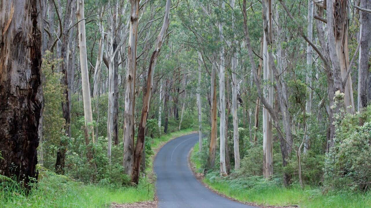 Road in Wet Sclerophyll Forest - a road cuts through