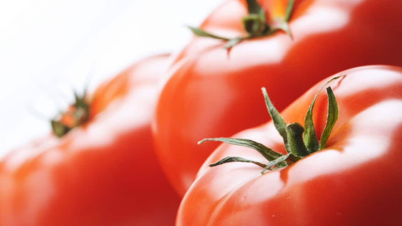 Close-up of tomatoes on white background