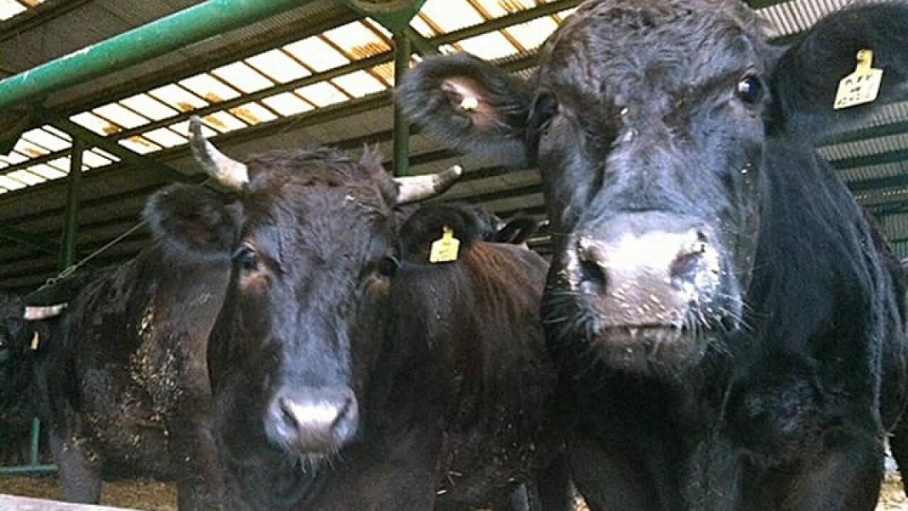 Cows at the Snowdragon Beef company