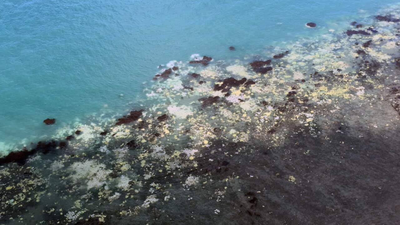 Supplied undated image obtained Tuesday, March 29, 2016 of an aerial view of bleached coral reef located between Cairns and Papua New Guinea.