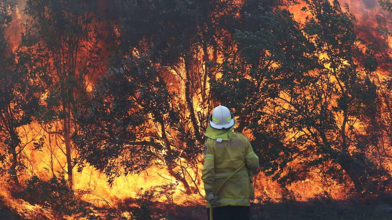 NEW SOUTH WALES BUSHFIRES