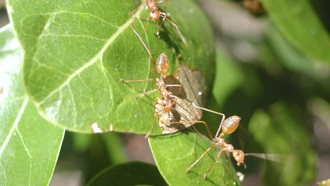 yellow crazy ant (Anoplolepis gracilipes) in the Northern Territory.