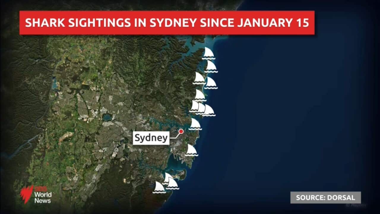 New South Wales has recorded the highest levels of January shark incident reports in ten years