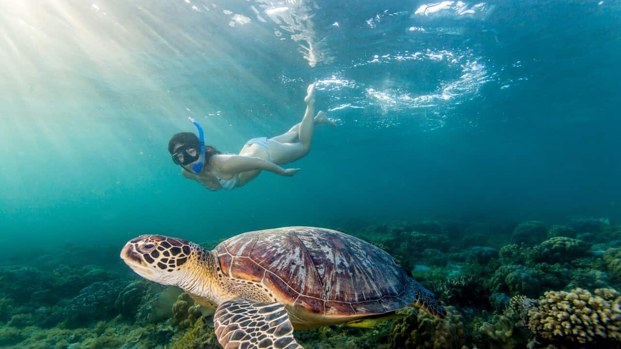 Young woman swimming with rare green sea turtle (Chelonia Mydas), Moalboal, Cebu, Philippines
