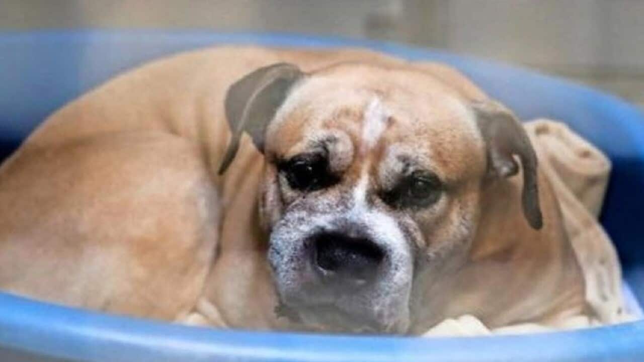 Chico, is set to be put down after mauling his owner and her son to death.