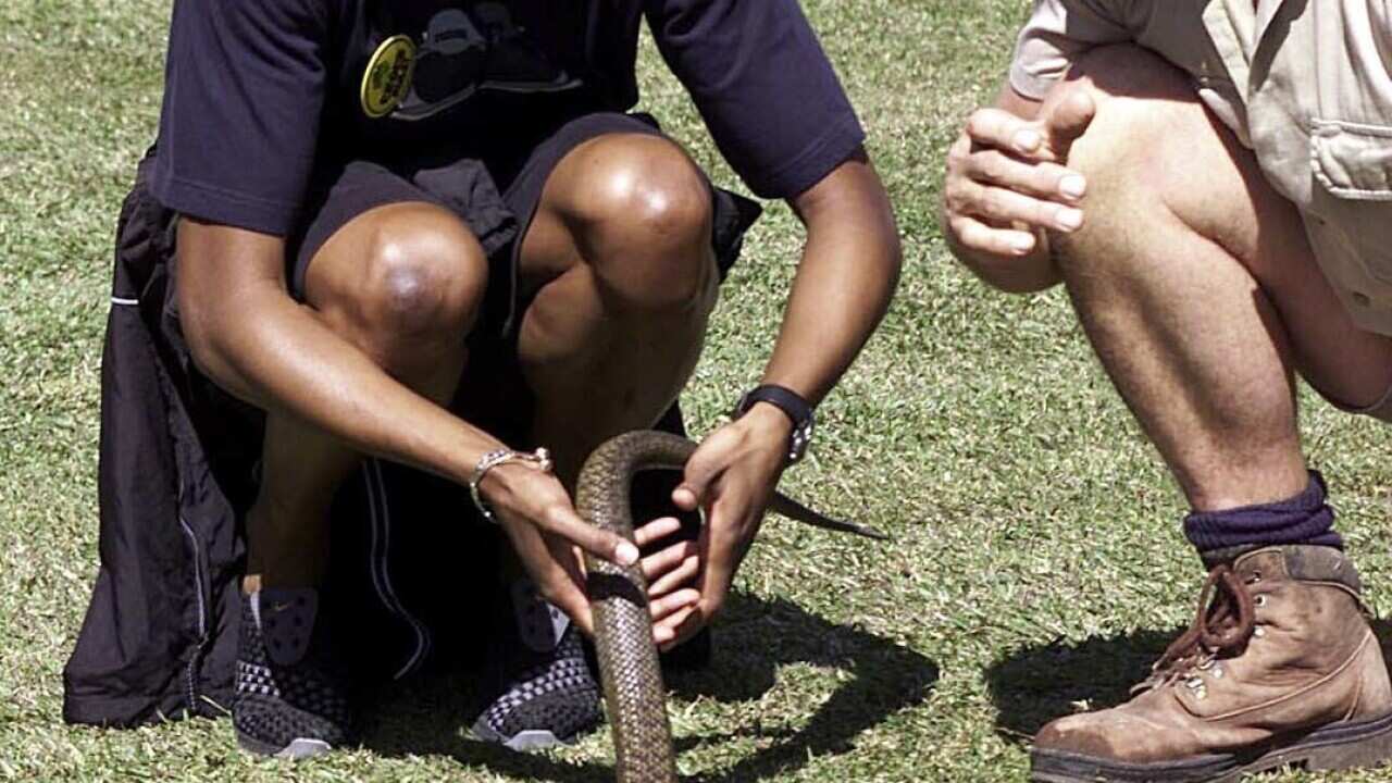 The taipan is one of the world's most venomous snakes.