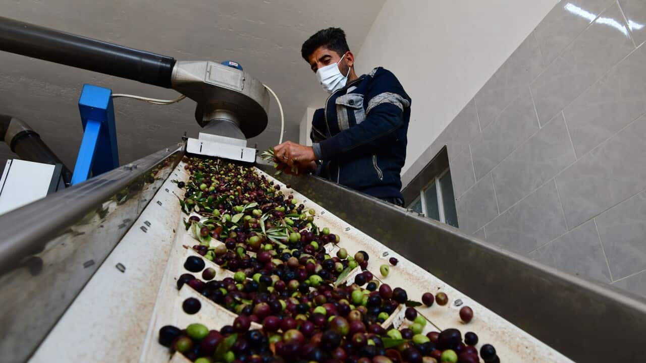 A worker operates a machine to produce olive oil at an oil factory in Hama, Syria