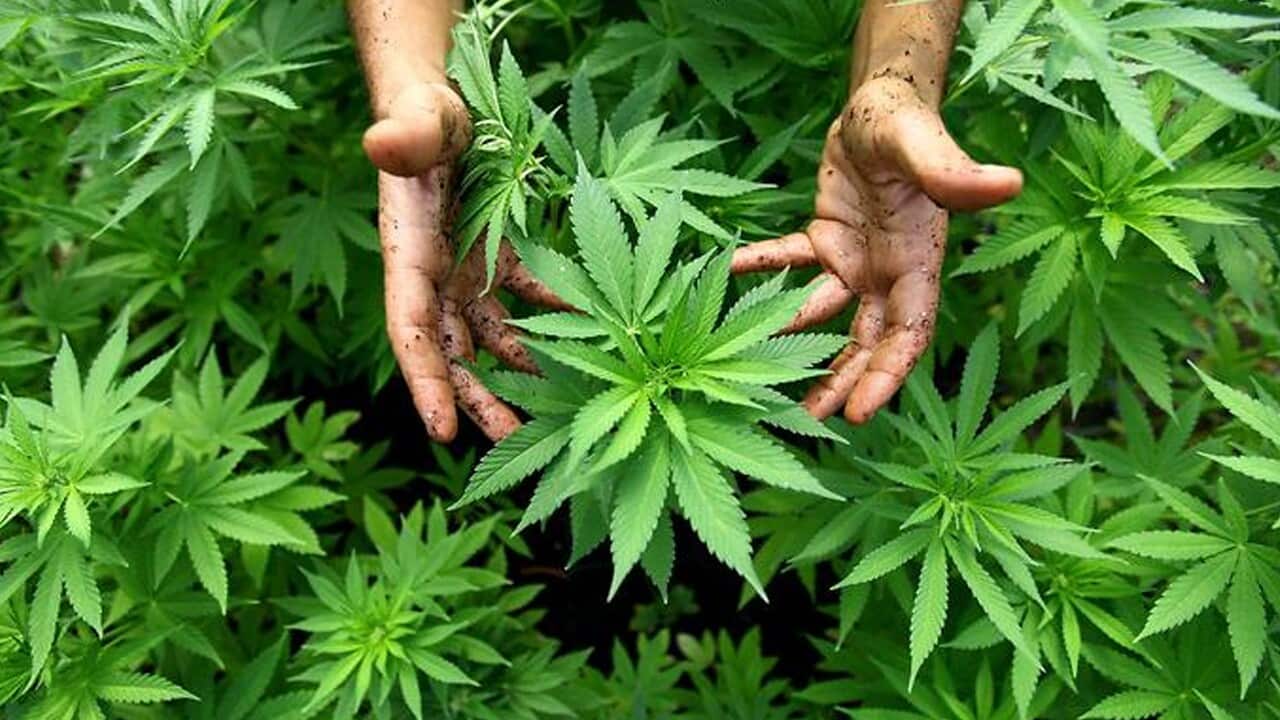 marijuana