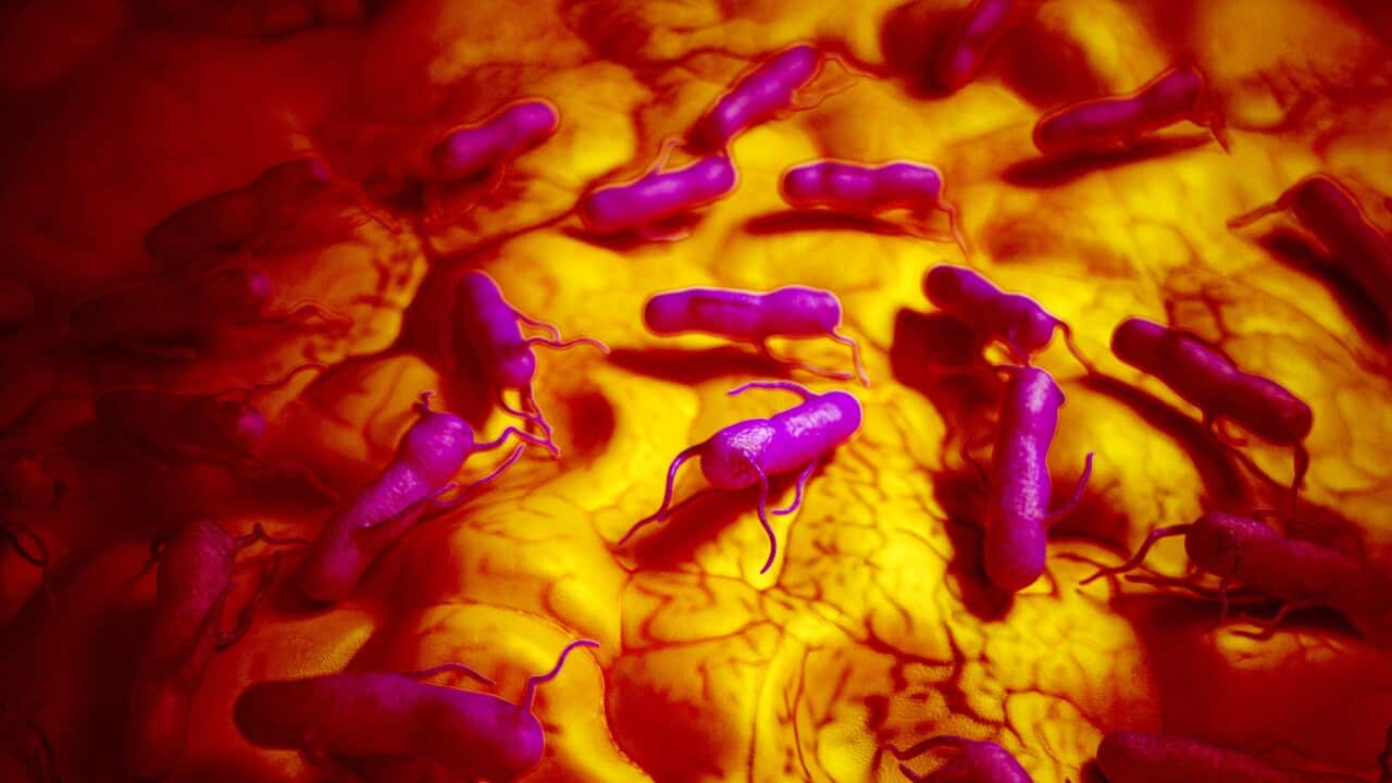 Salmonella, illustration