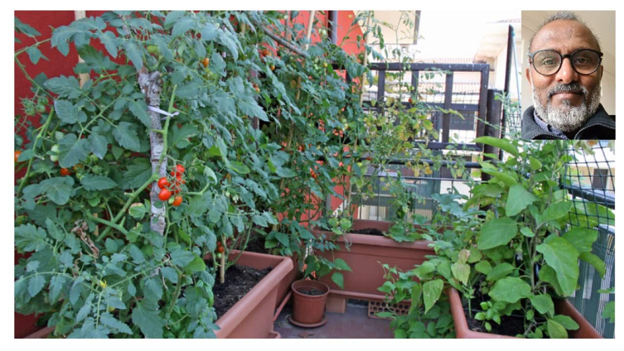 Home Garden