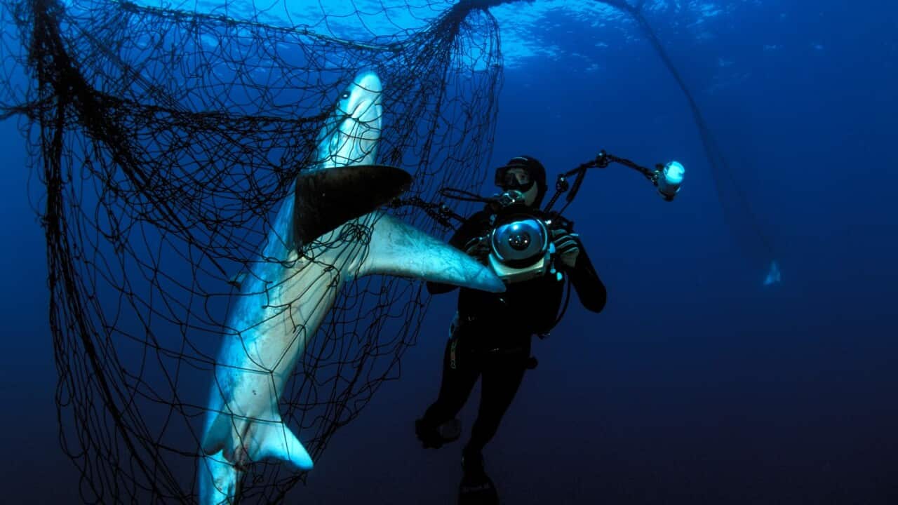 shark in net