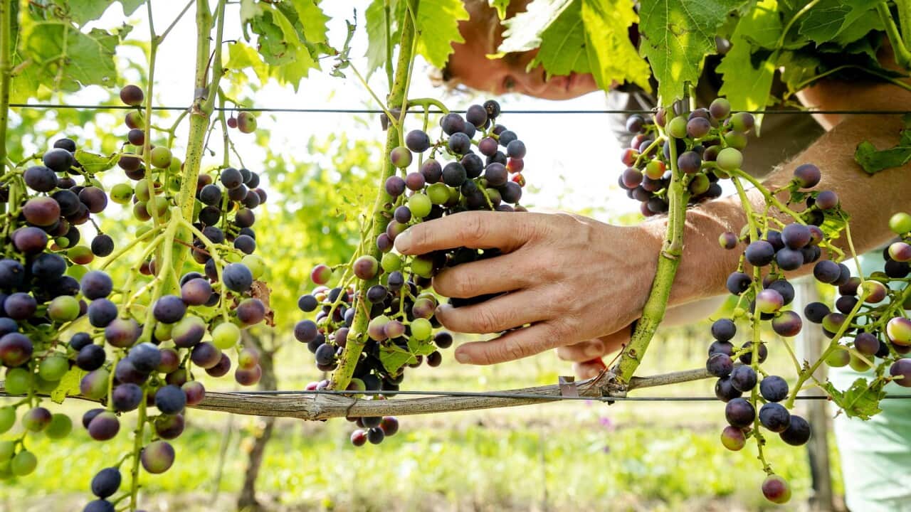 Working in a vineyard
