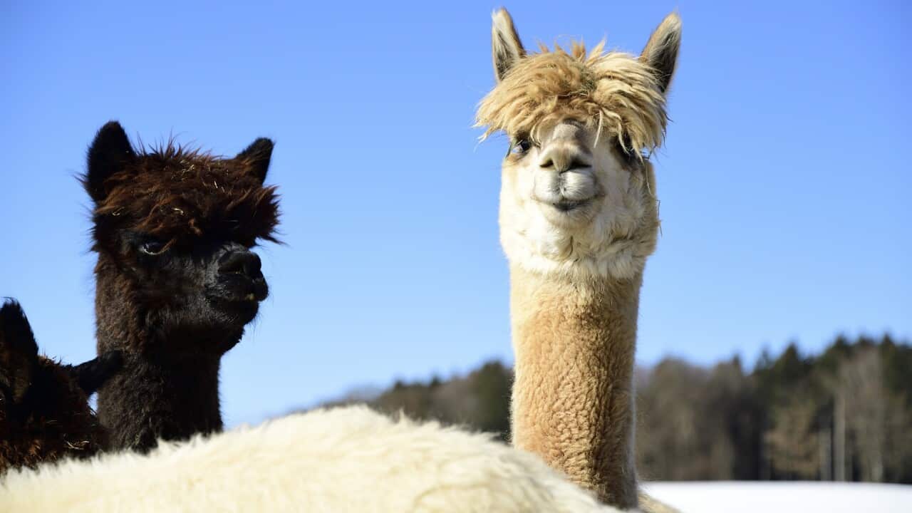 Alpacas have a unique immune system