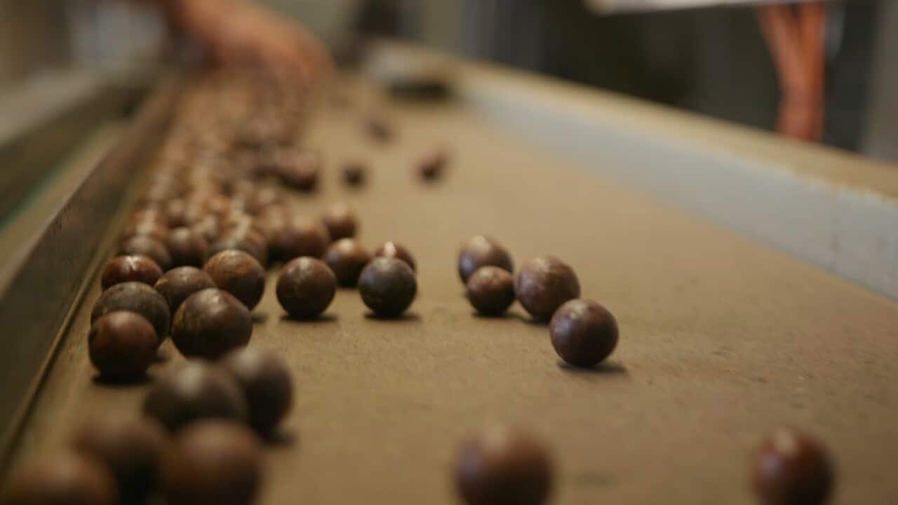 It took 10 years for the Brooks to produce their first macadamias.