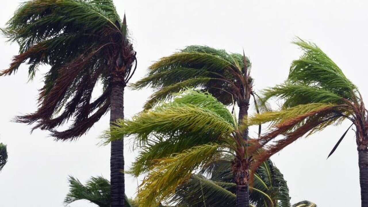 Strong winds lash trees.