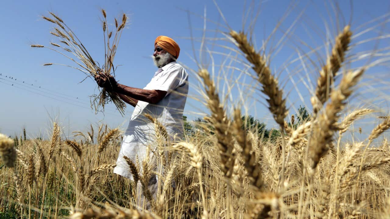 INDIA AGRICULTURE