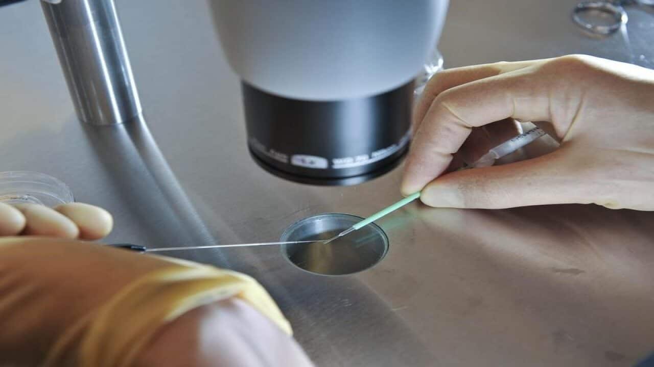 Embryos are placed onto a CryoLeaf for freezing.