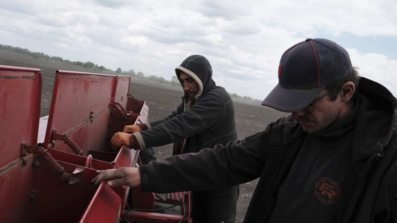 Farm workers in Ukraine plant soybeans instead of wheat, which they cannot export