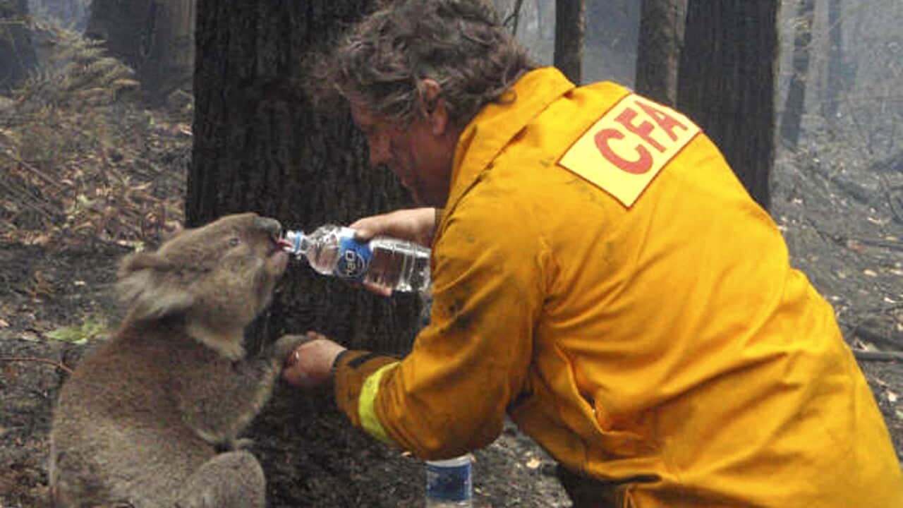 Firefighter David Tree shares his water with an injured koala during bushfires in 2009