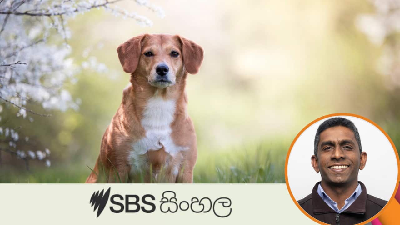 How to manage spring allergies in dogs