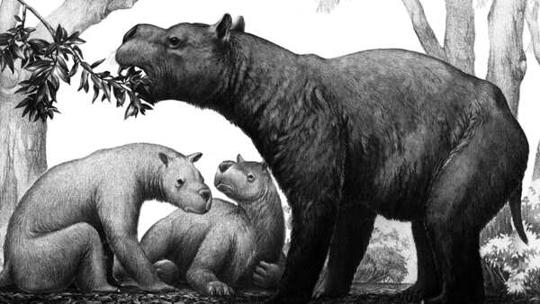 Australian megafauna hunted to extinction | SBS News