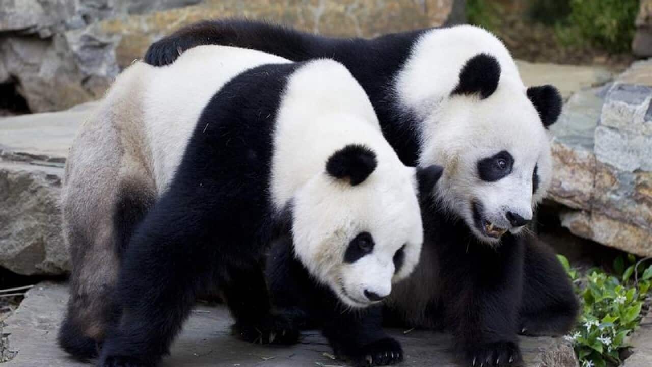 Giant Pandas Wang Wang and female Funi at Adelaide Zoo.