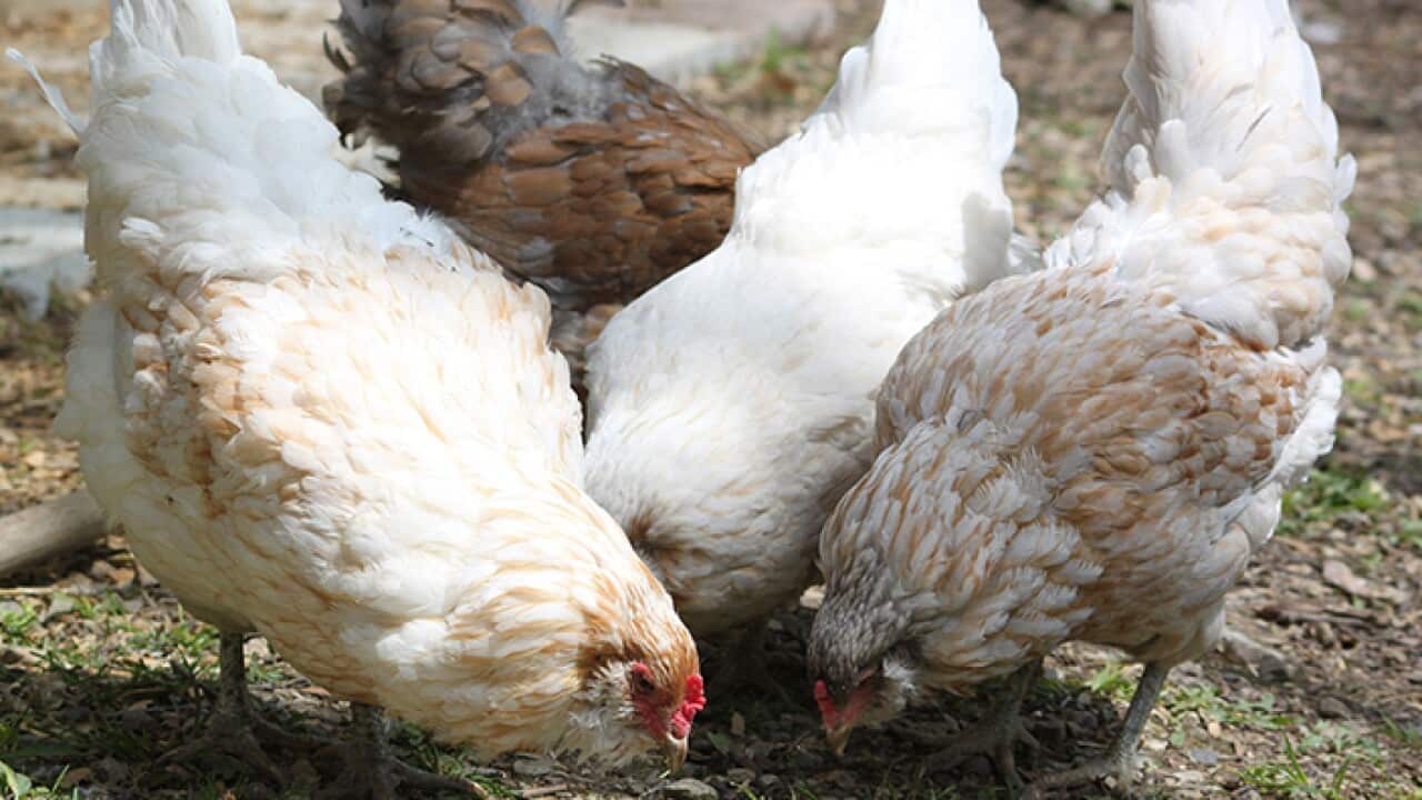 Chickens