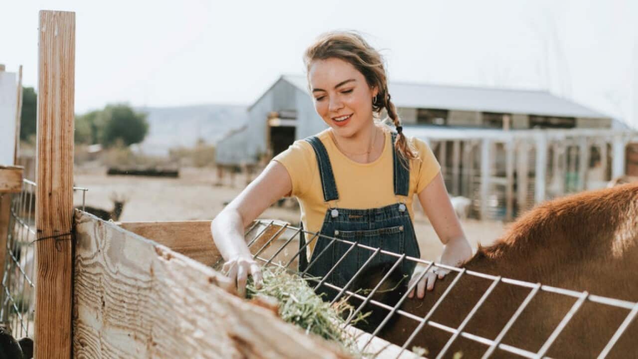 The working holiday visa can be renewed by working in farms