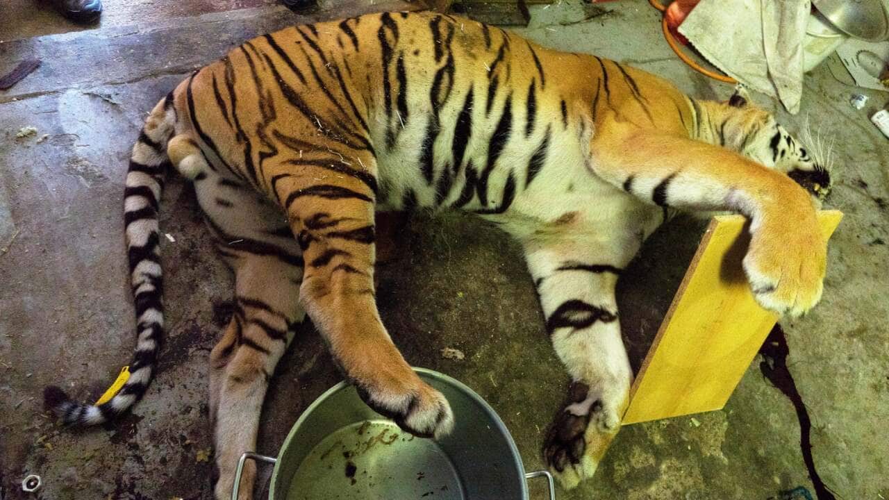 Tiger skins can sell for about between 2,000 and 4,000 euros.