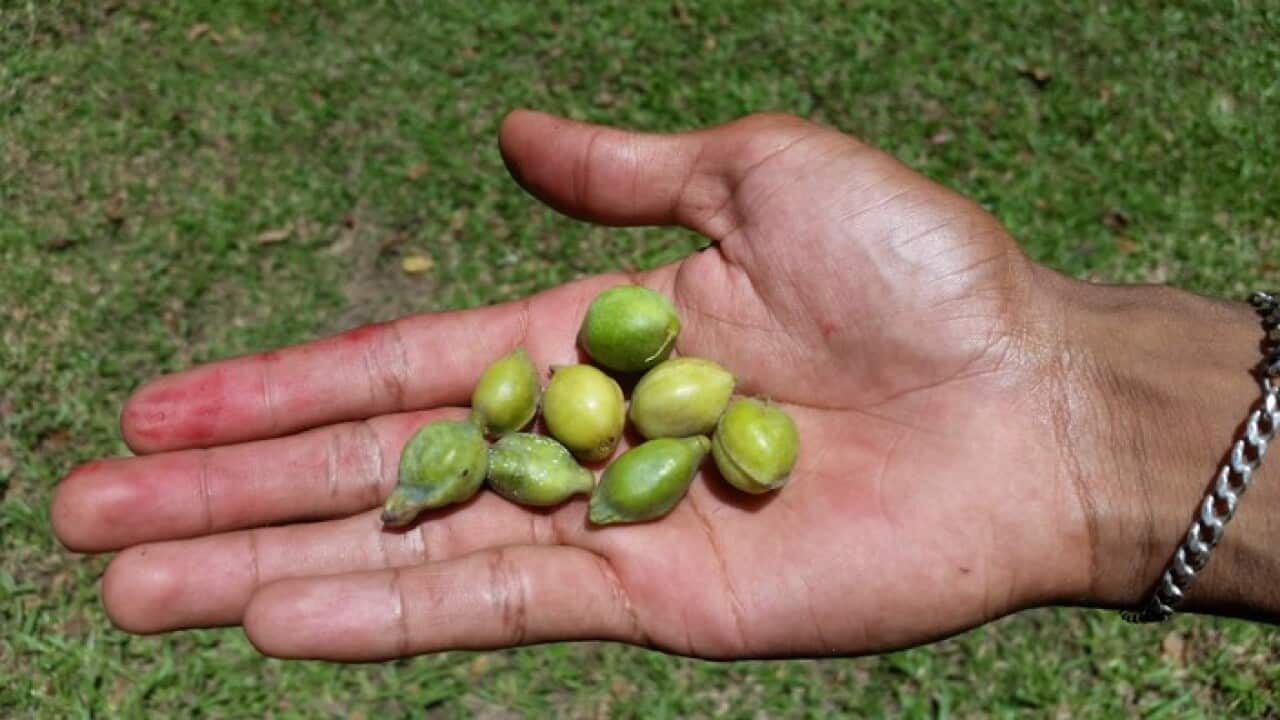 Wild Orchid Kakadu Plum (Delye Outstation, NT)