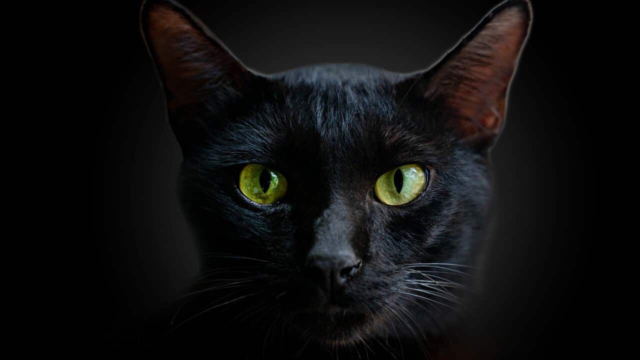 Closeup portrait black cat The face in front of eyes is yellow. Halloween black cat Black background