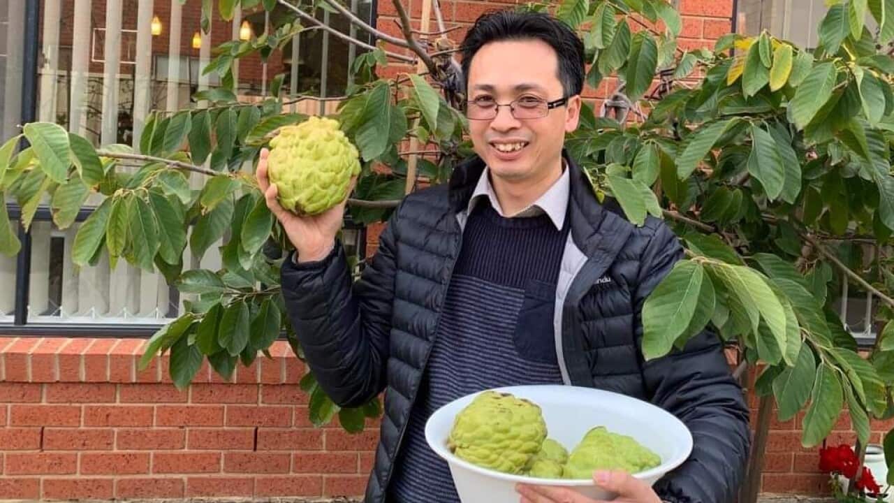 Vuon cay an trai Melbourne