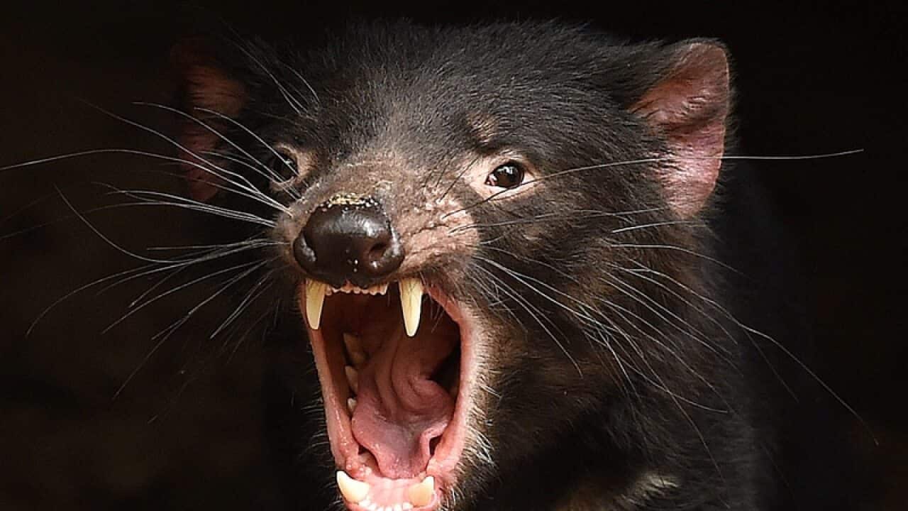 Tasmanian Devil's have been released in the NSW Hunter region.