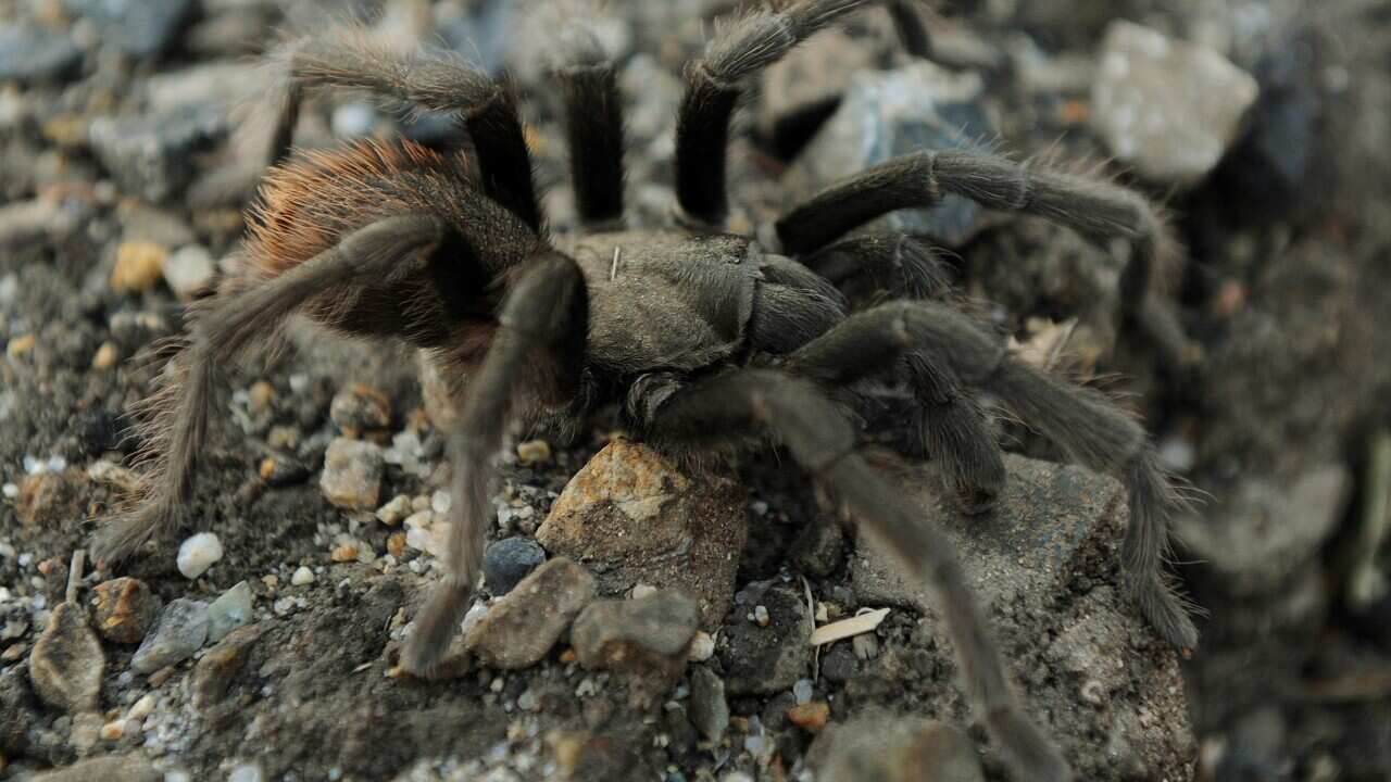 tarantula_getty