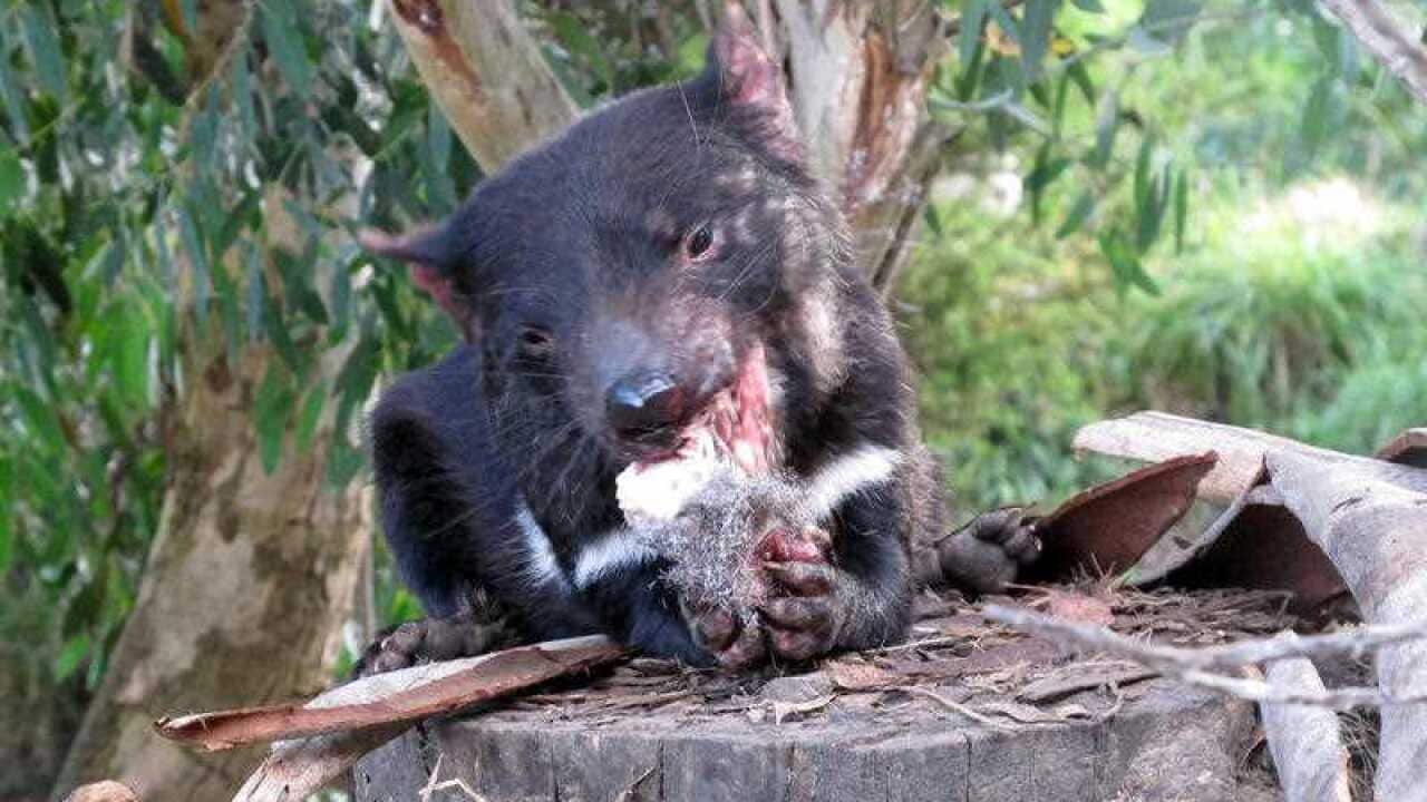 Image for read more article 'Noticias sobre vida silvestre en español:'