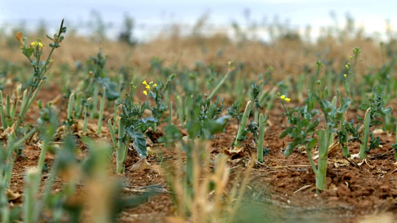 Canola crops growing on a farm