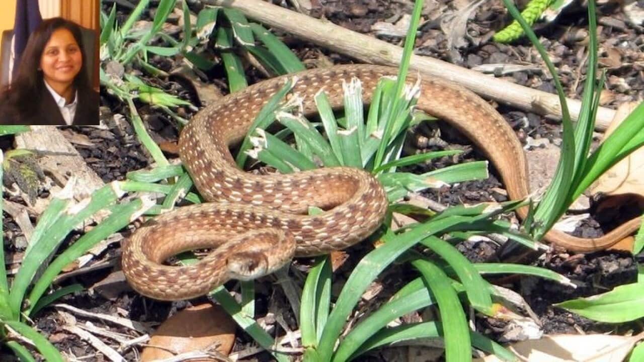 Beware of snakes this summer