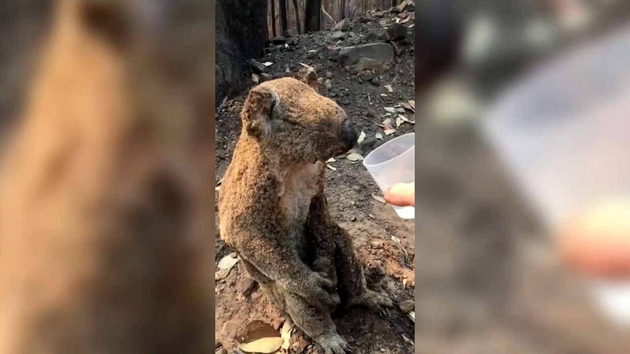 Help for a Koala injured in a bushfire