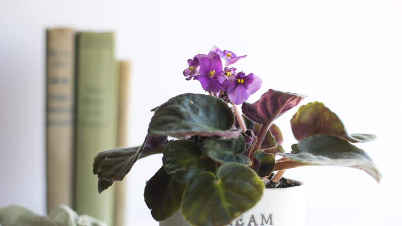 African violet
