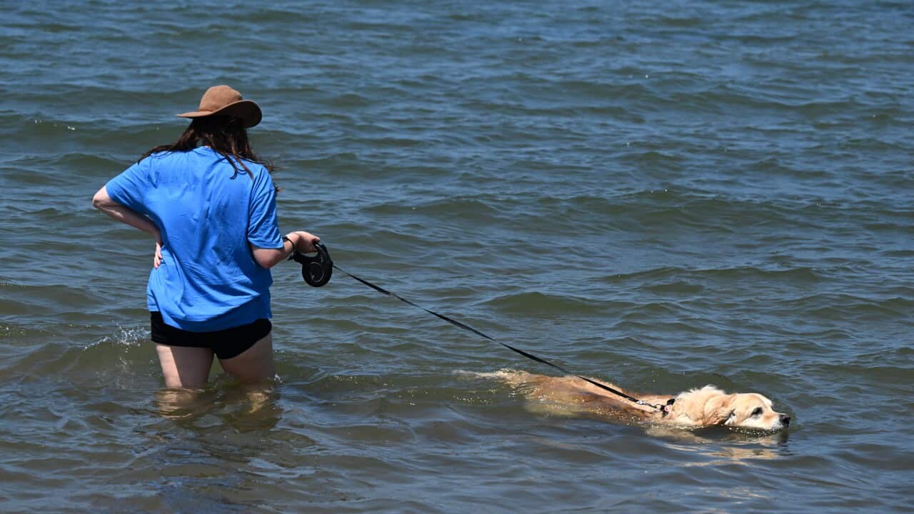 A woman and dog wading in water