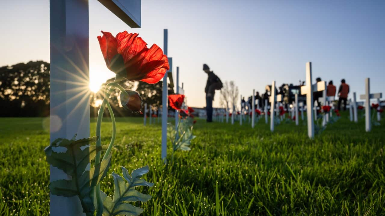 Sun stars shining through white crosses and red poppies. Out-of-focus people paying respect to fallen soldiers. Anzac Day commemoration. New Zealand.