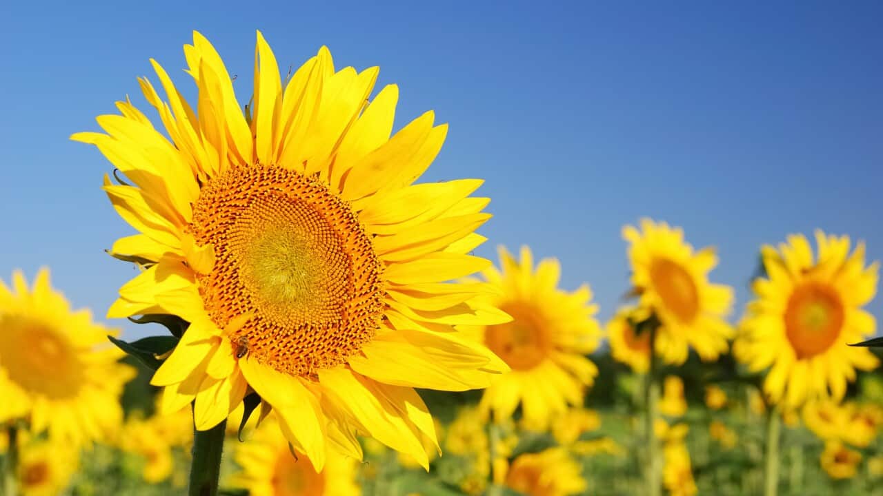 sunflowers in the field