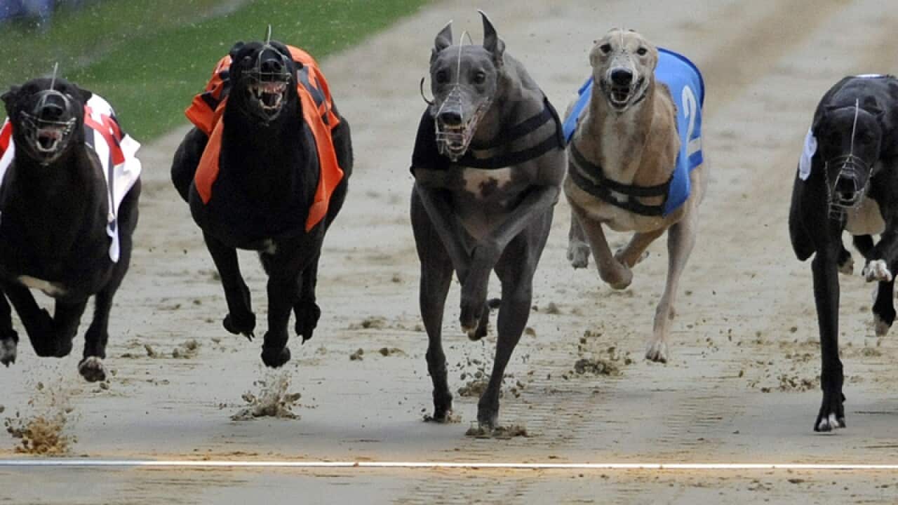Greyhounds during a race