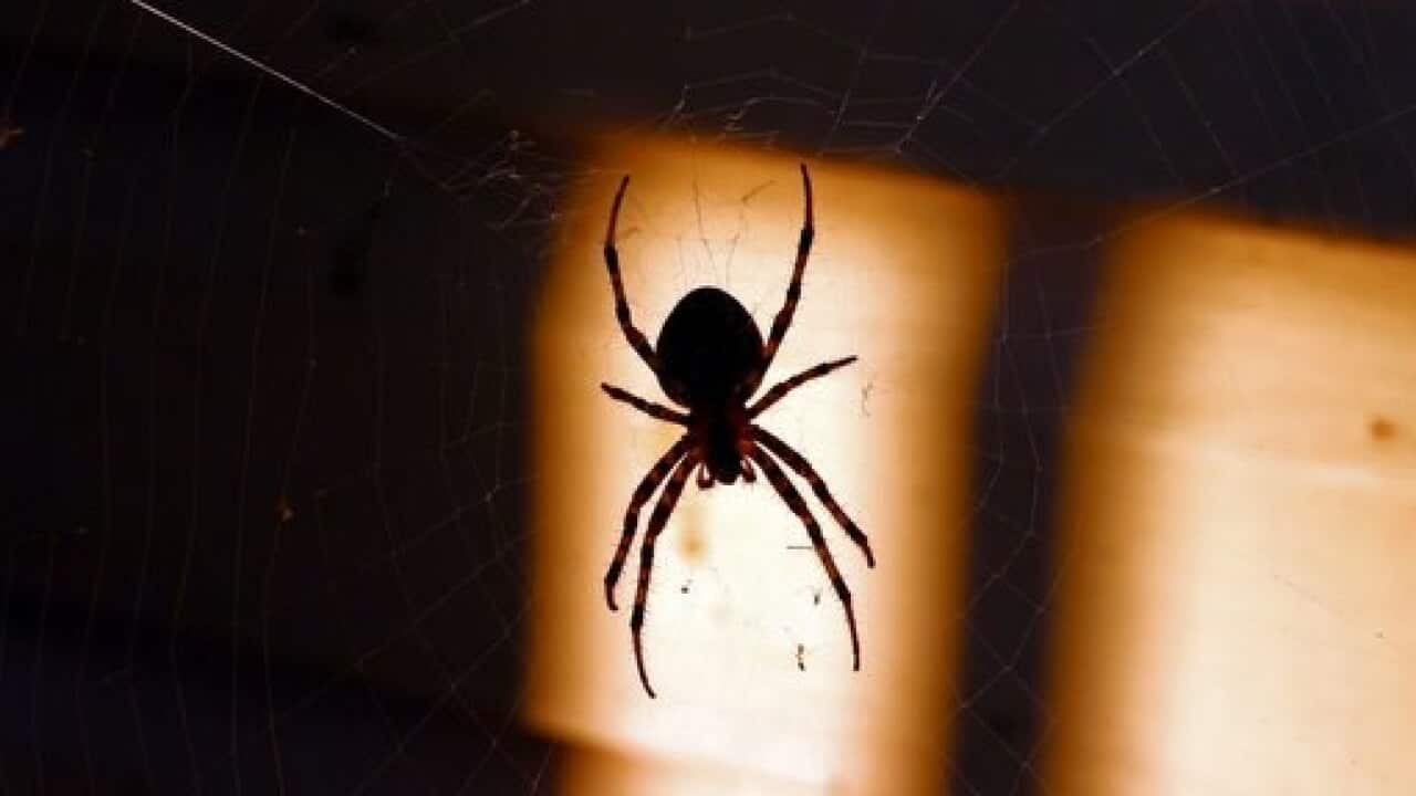 The man shouted "Why don't you die?" at the spider.