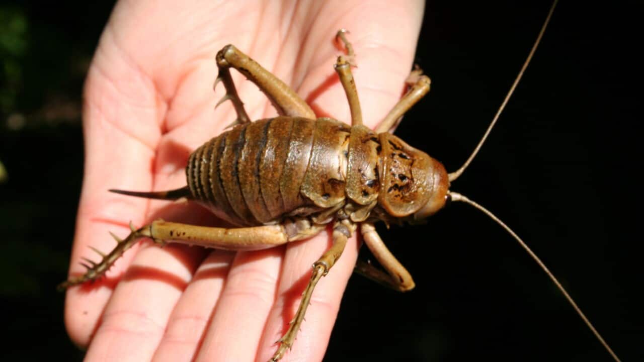 weta