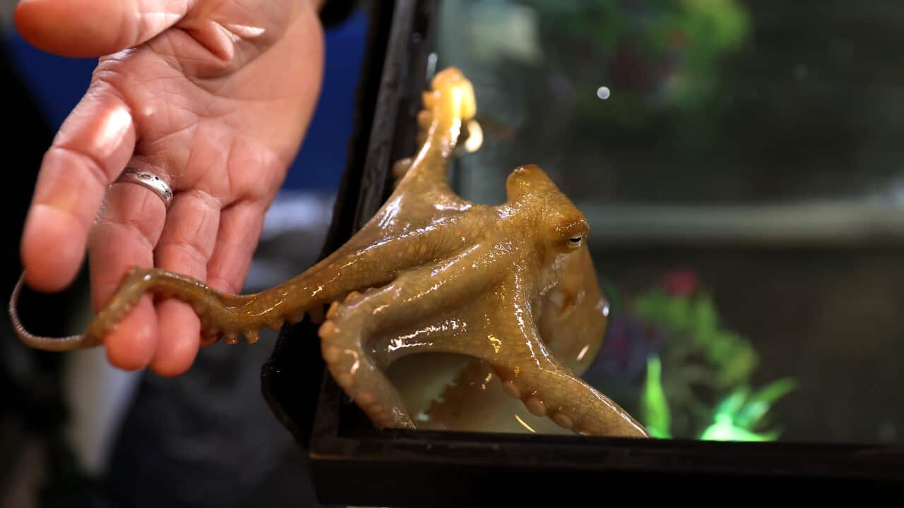 Marine Biological Lab