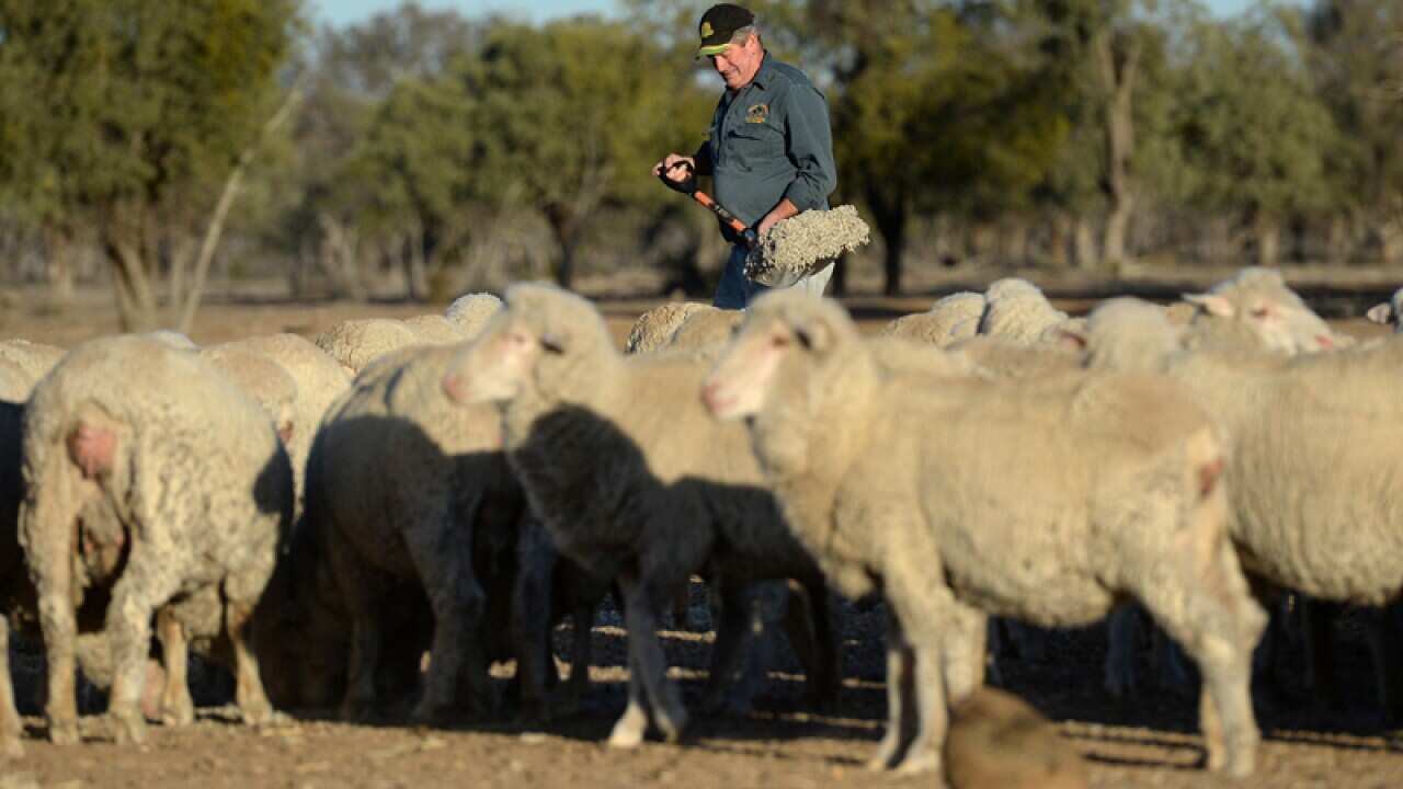 A farmer feeds his Marino sheep