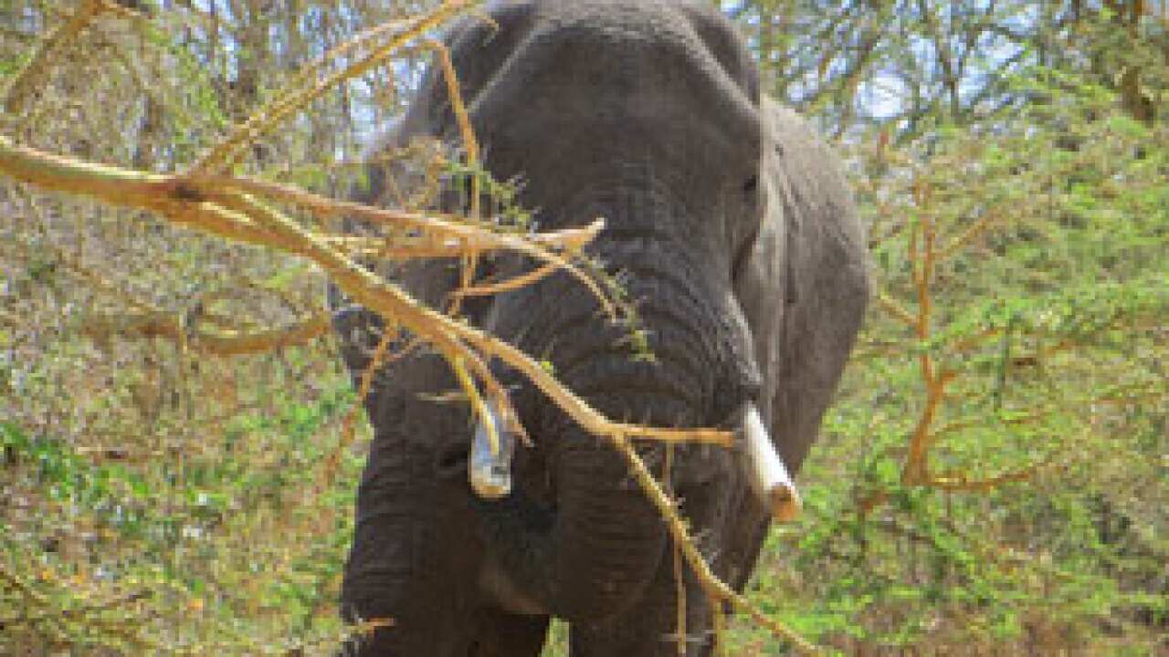 elephant_blog_456040991