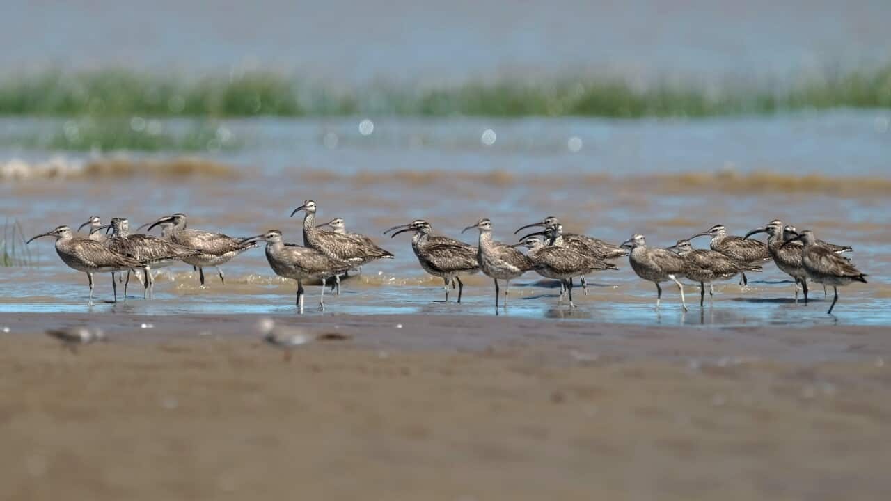 Migratory birds are finding their habitats are being increasingly lost to human activity
