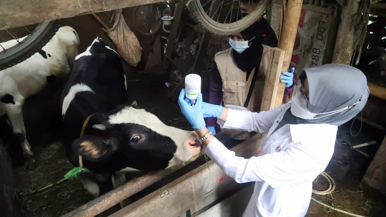 A veterinarian prepares a dose of the foot-and-mouth vaccine at a farm in Bogor, West Java, Indonesia, 29 June 2022. Indonesia is intensifying inspections of cattle and taking steps to prevent the spread of the foot-and-mouth disease (FMD), enforcing prev